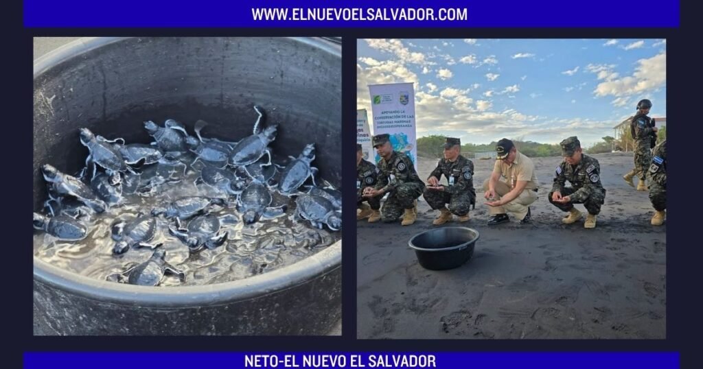 Liberan tortugas verdes en playa La Playona para fortalecer la conservación marina en La Unión 2 Liberan tortugas verdes en playa La Playona para fortalecer la conservación marina en La Unión