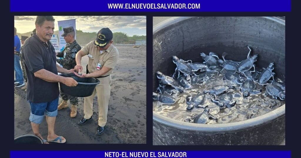 Liberan tortugas verdes en playa La Playona para fortalecer la conservación marina en La Unión