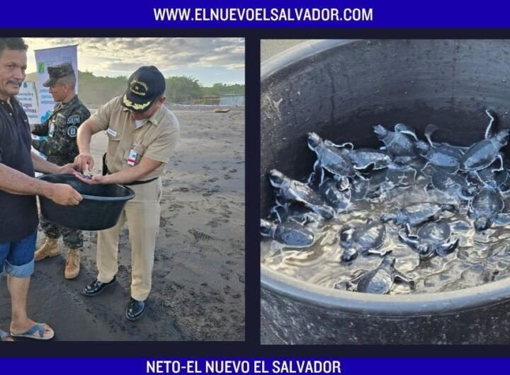 Liberan tortugas verdes en playa La Playona para fortalecer la conservación marina en La Unión