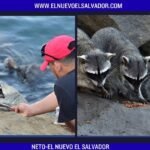 Collage tipo noticia (2 fotos) (9)