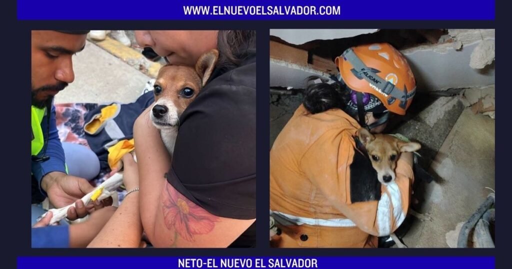 Rescatan con vida a un perrito que permanecía atrapado entre los escombros en Venezuela 2 Rescatan con vida a un perrito que permanecía atrapado entre los escombros en Venezuela