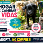 Jornada de adopción de mascotas en el parque Maquilishuat
