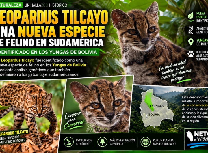 Leopardus tilcayo, nueva especie de gato salvaje de Bolivia